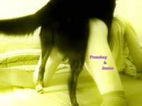 Dog wrecking the ass of amateur beastie gal
